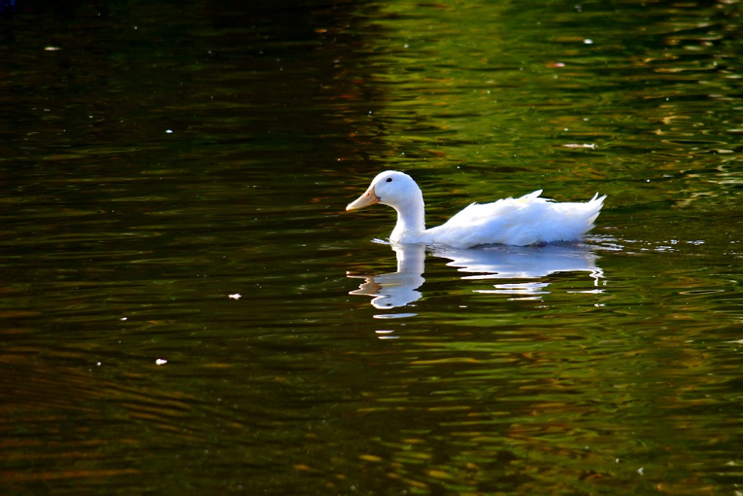 Ripples of Water Around the White Duck