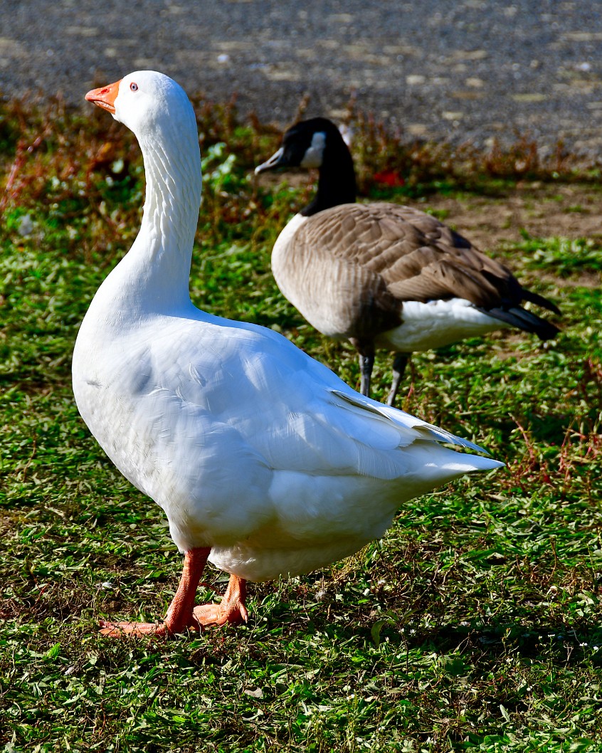 Two Different Geese