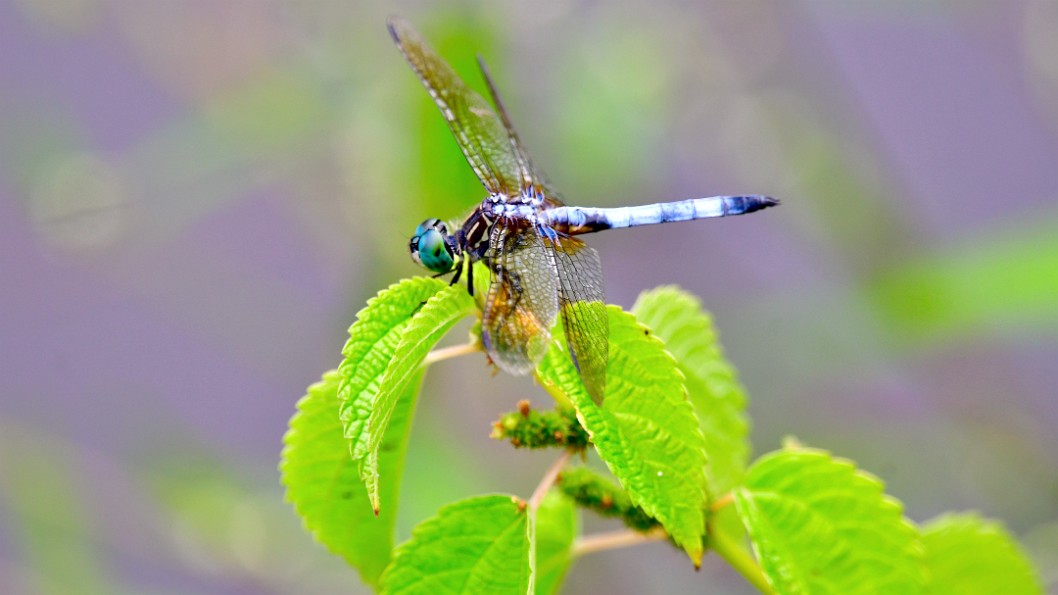 Blue Dasher Among the Leaves