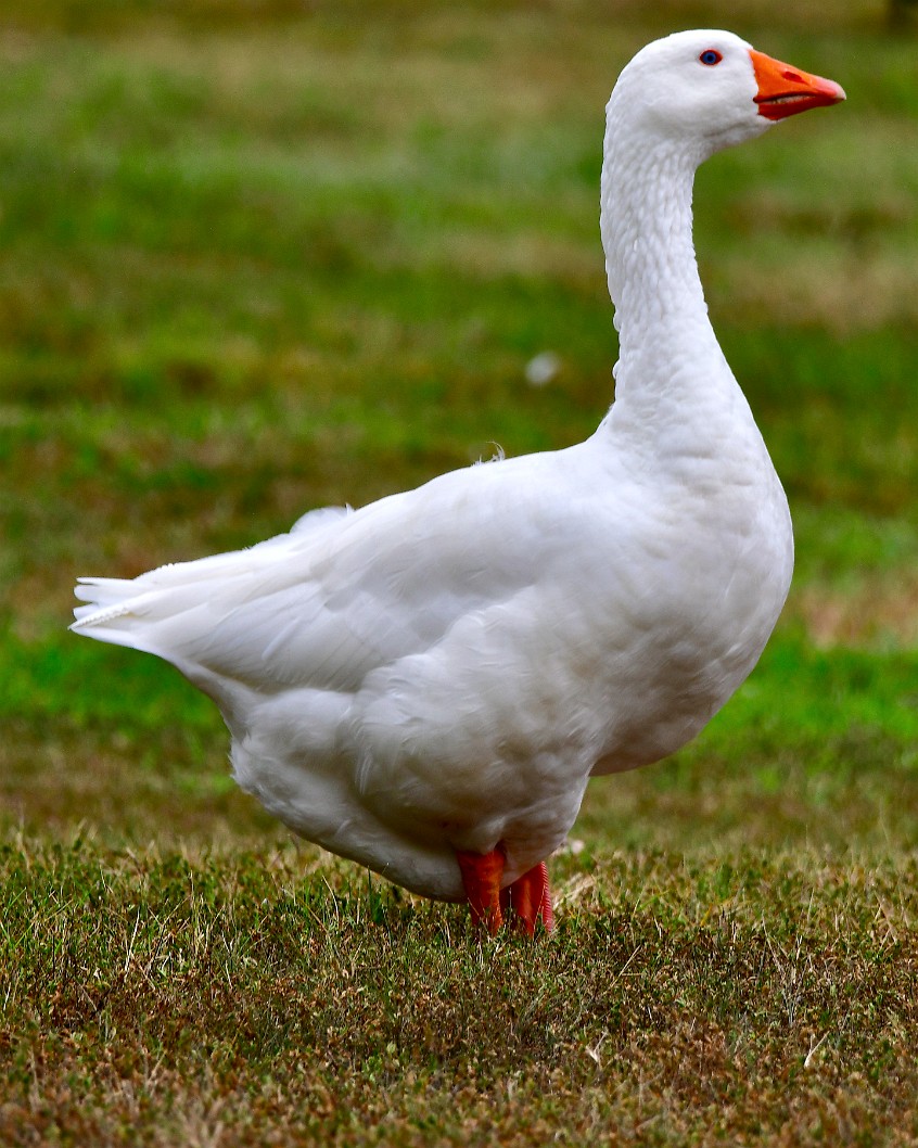 Domestic Goose Standing Proudly