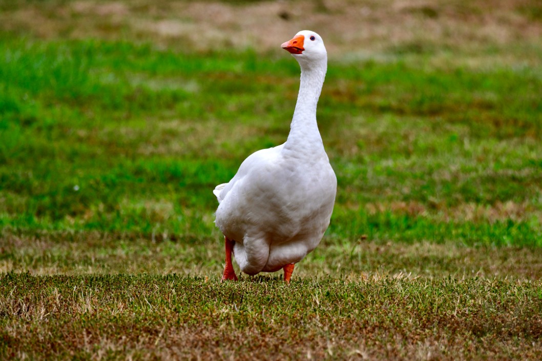 Domestic Goose on the Move
