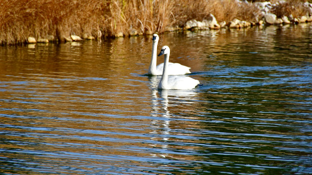 Trumpeter Swan Pair at the Distance