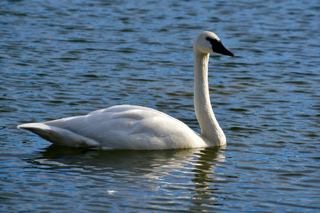 Trumpeter Swan in Profile