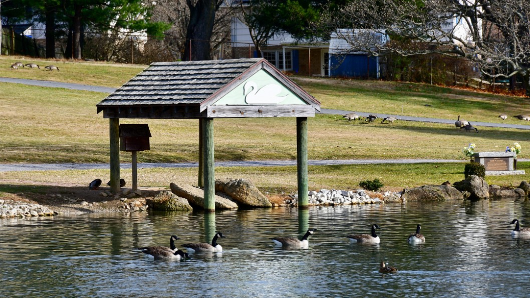 Geese Near the Swan Feeder