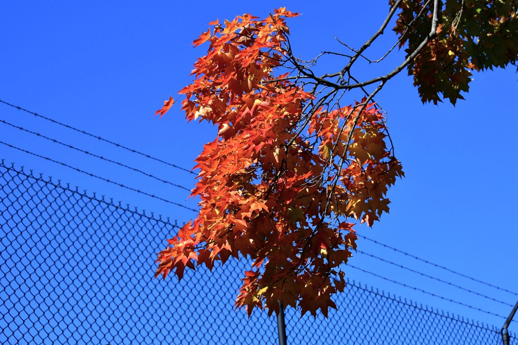 Dark Fence and Red Leaves