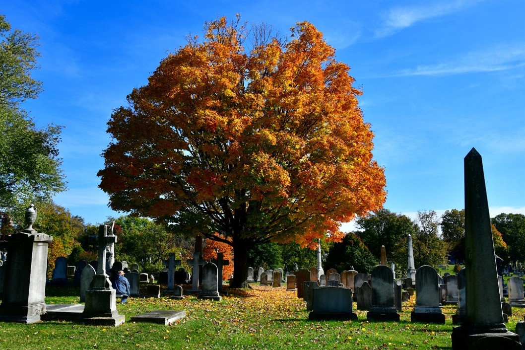Leaves Fallen Among the Graves