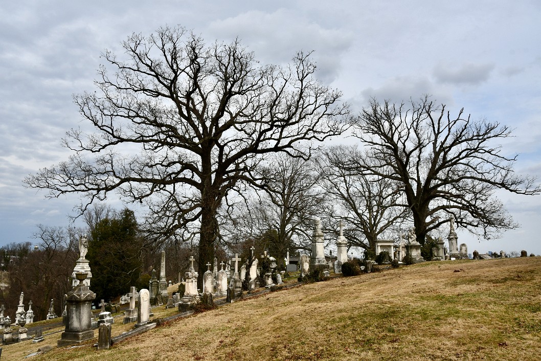 Trees Among Those at Rest