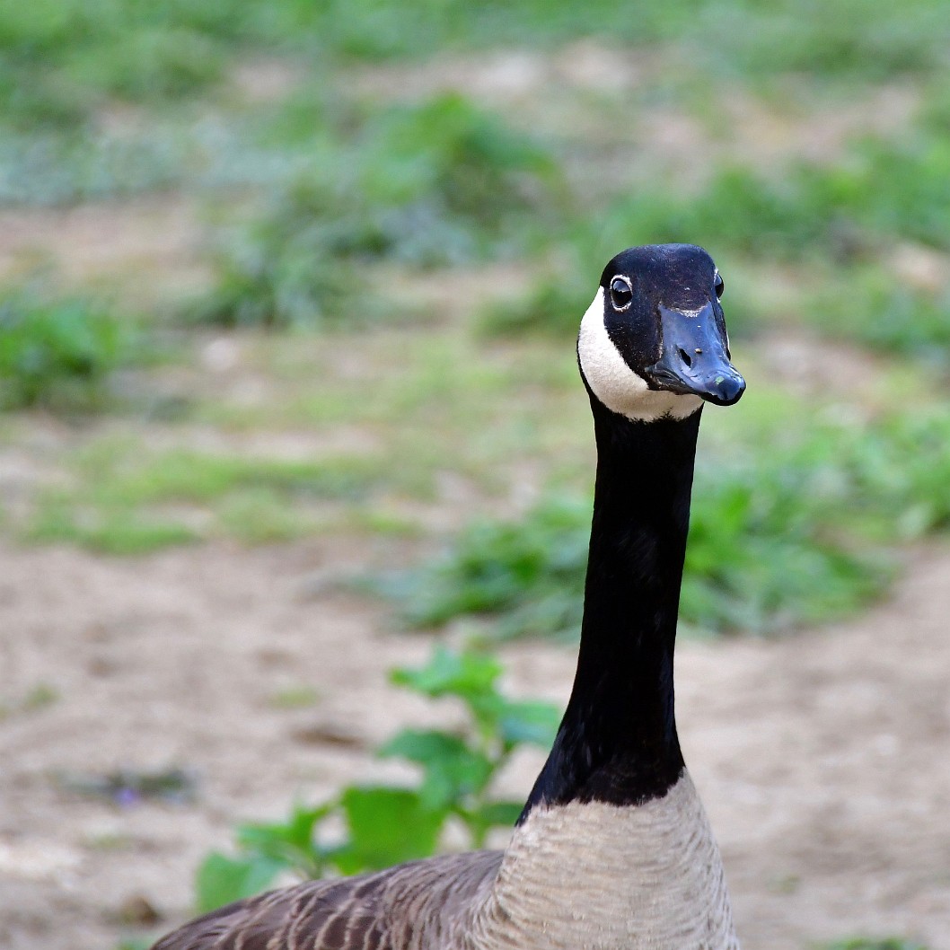 Canada Goose Stare