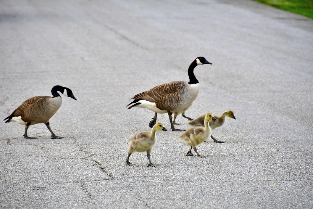 Goslings Walking With Parents Behind