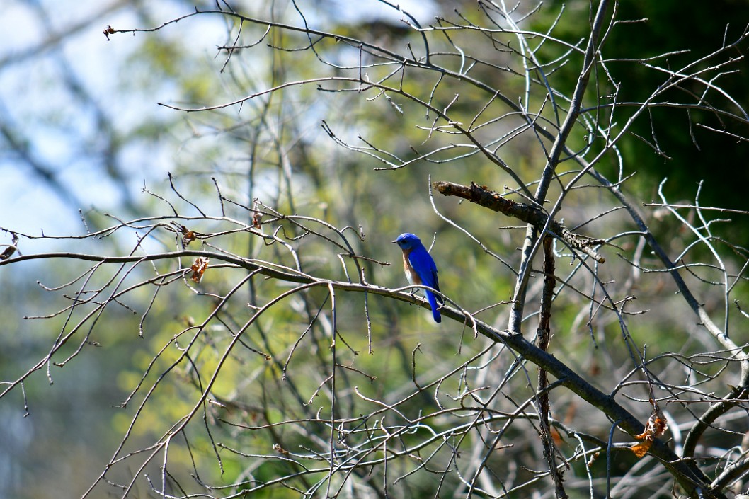 Bluebird Head Tilt