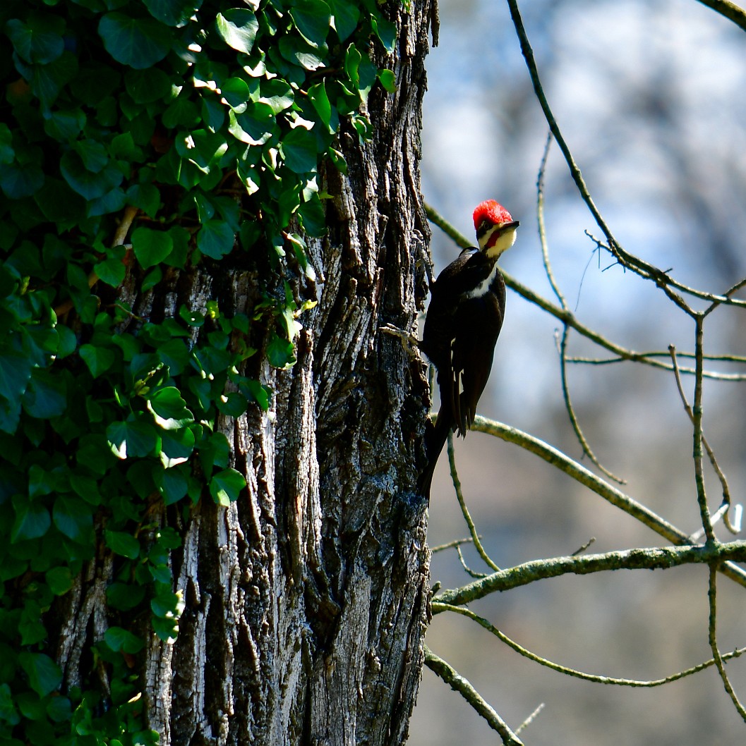 Pileated Woodpecker Looking