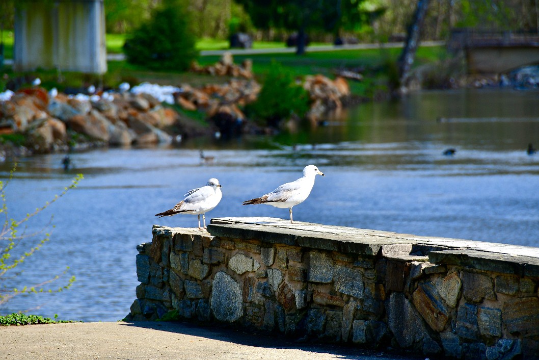 Ring-Billed Gulls on a Wall in the Sun