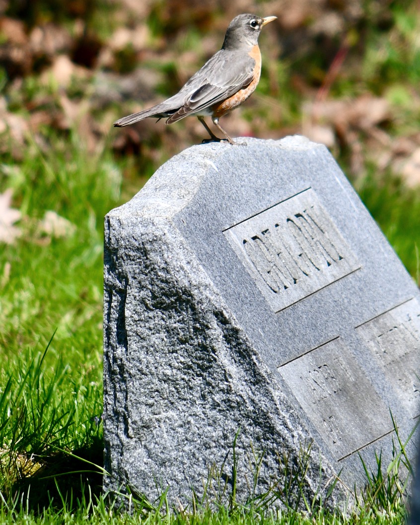 Robin on the Gregory Family Burial Plots