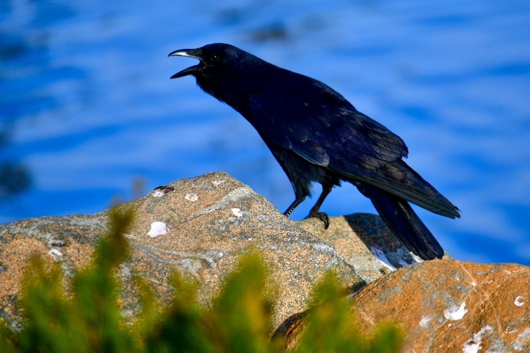 Crow Being Heard