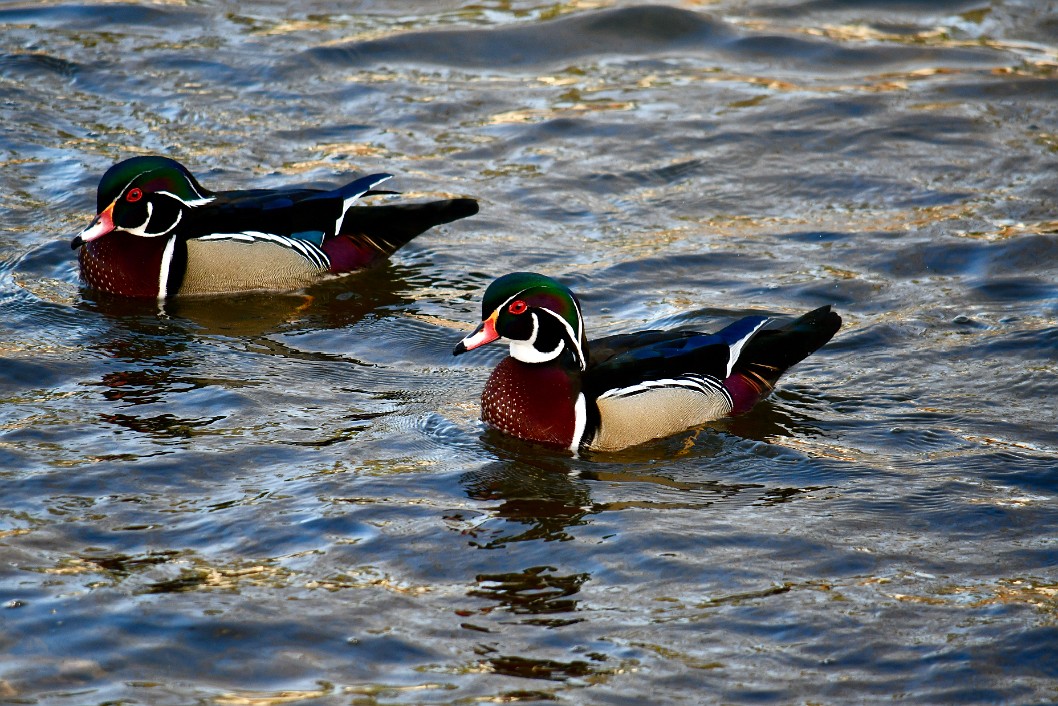 Double Ducks