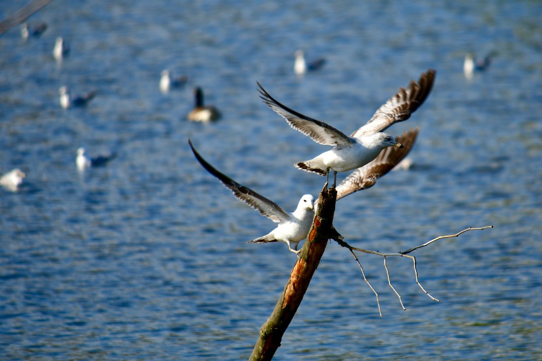 Landing and Taking Off Ring-Billed Gulls