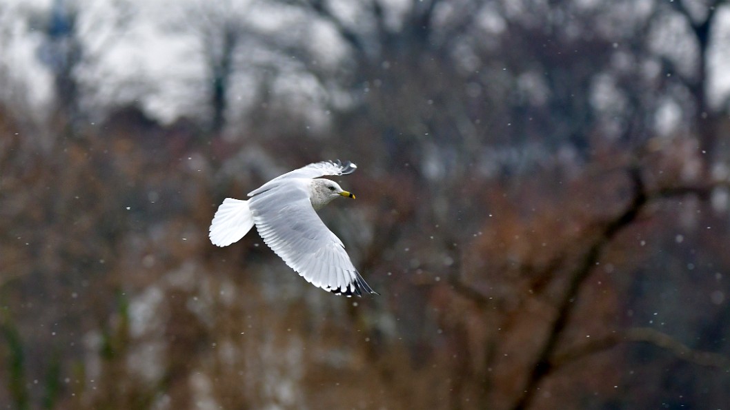 Flying in the Snow Flurries