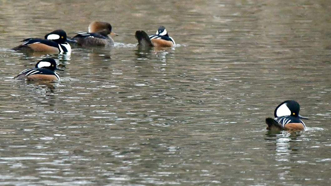 Hooded Mergansers Off in the Distance