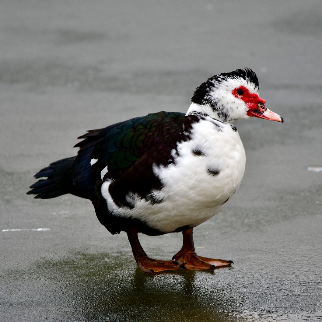 Muscovy Duck on the Thin Ice
