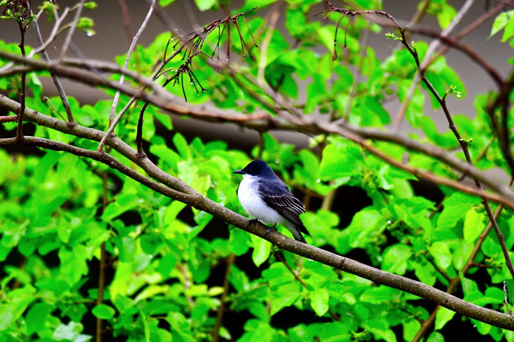 Eastern Kingbird Perched Like a King