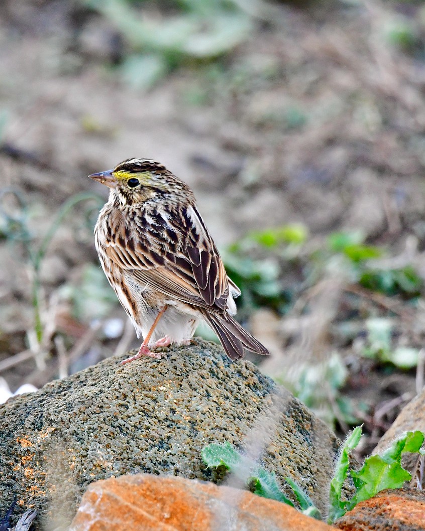 Savannah Sparrow Looking Over Their Shoulder