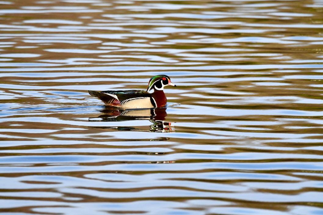 Wave Lines and Wood Duck
