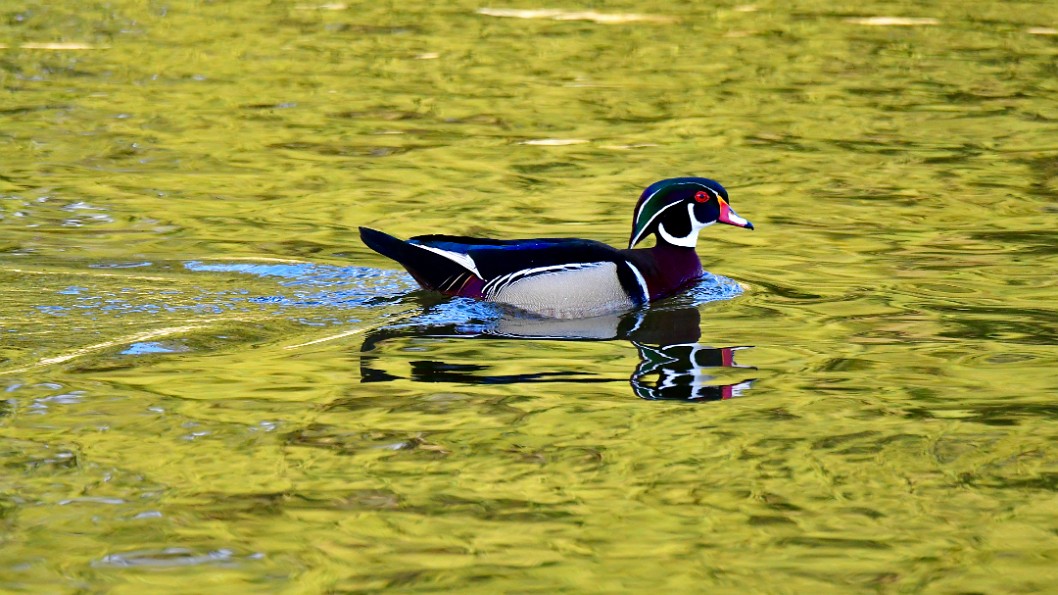Wood Duck Reflected in the Green