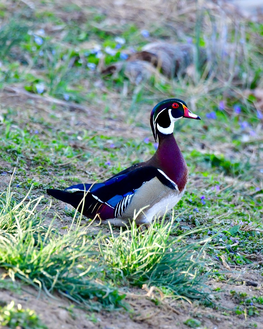Wood Duck Regal in the Grass