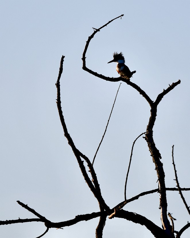 Backlit Kingfisher