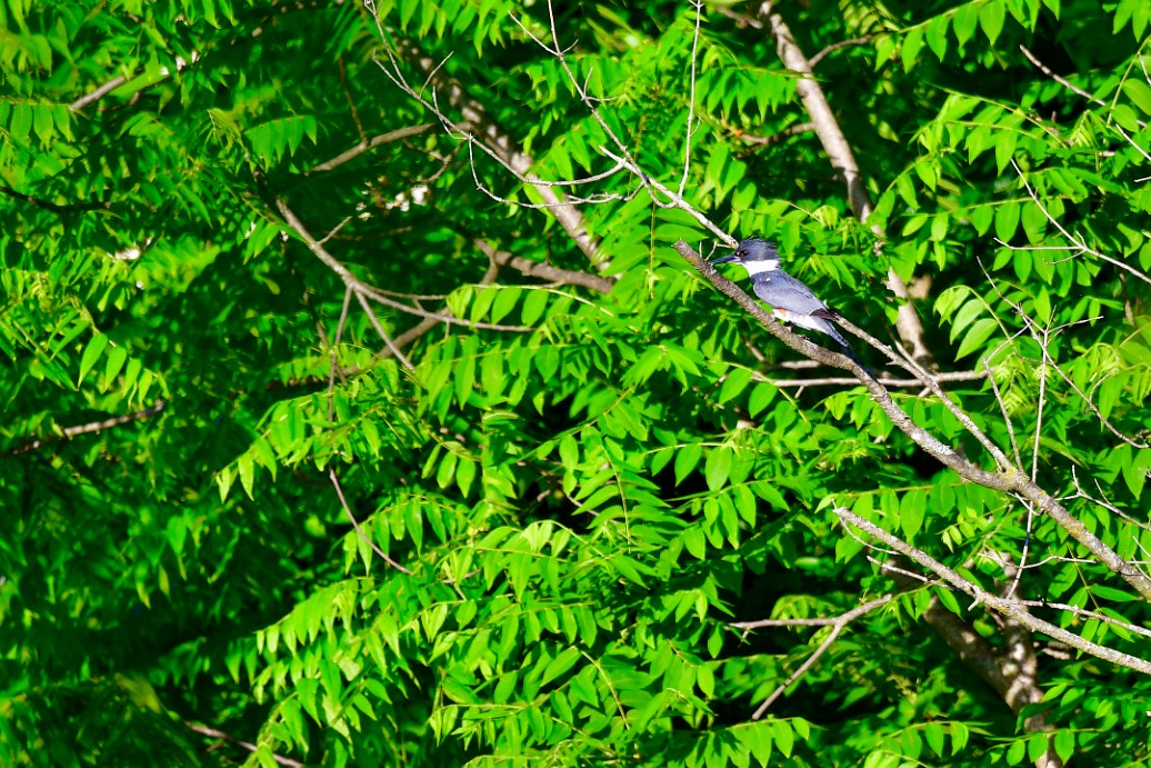 Belted Kingfisher Against the Vibrant Leaves