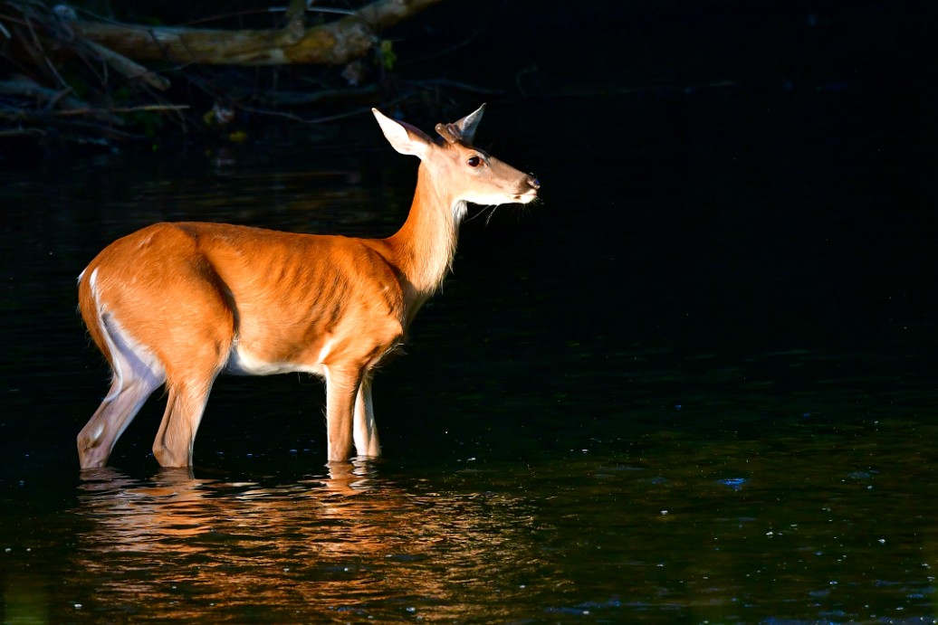 Buck Bathed in Light