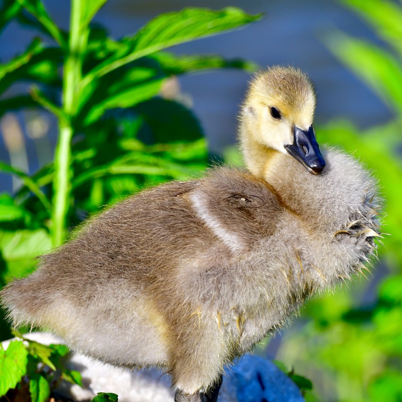 Canada Goose Gosling in the Light