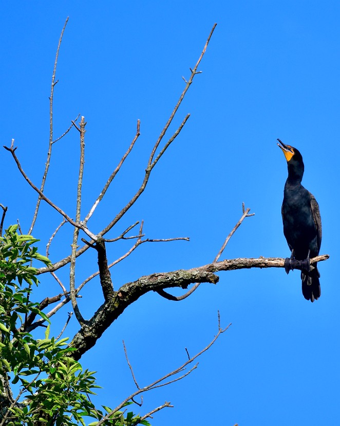 Double-Crested Cormorant Perched High