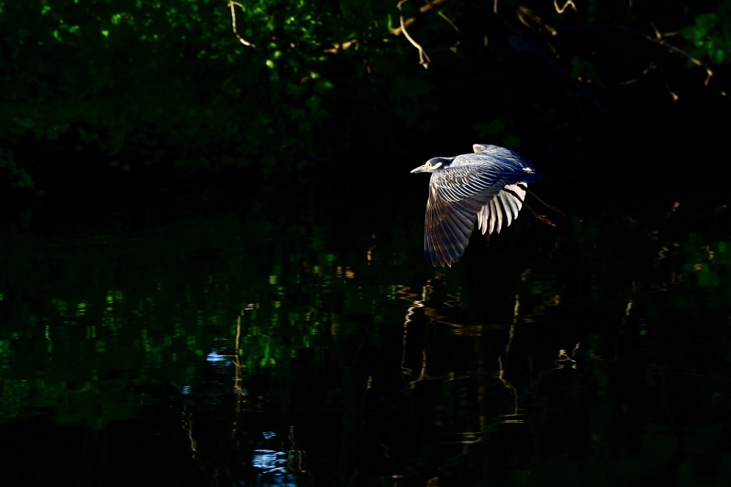 Flight in the Light