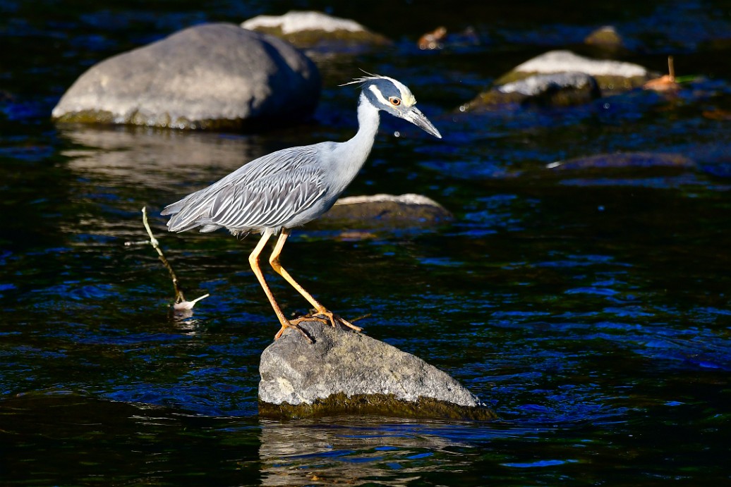 King of the Little Rock