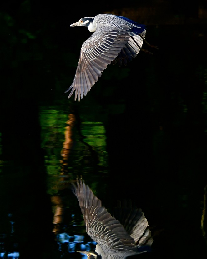 Slight Mirrored Flight