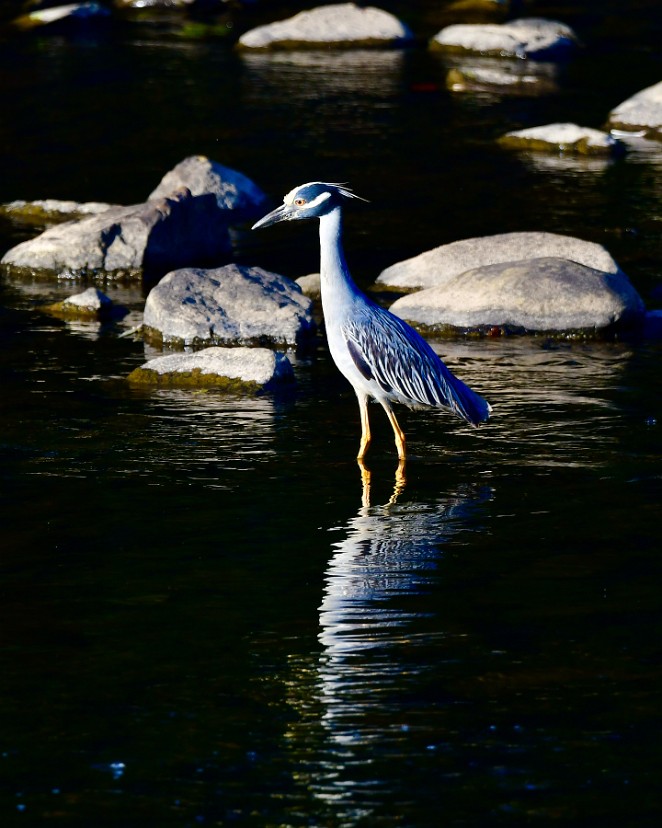 That Yellow-Crowned Reflection 1