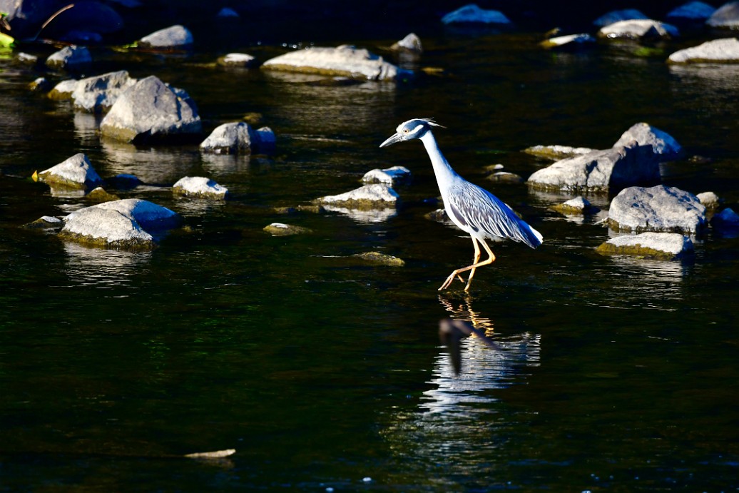 That Yellow-Crowned Reflection 2