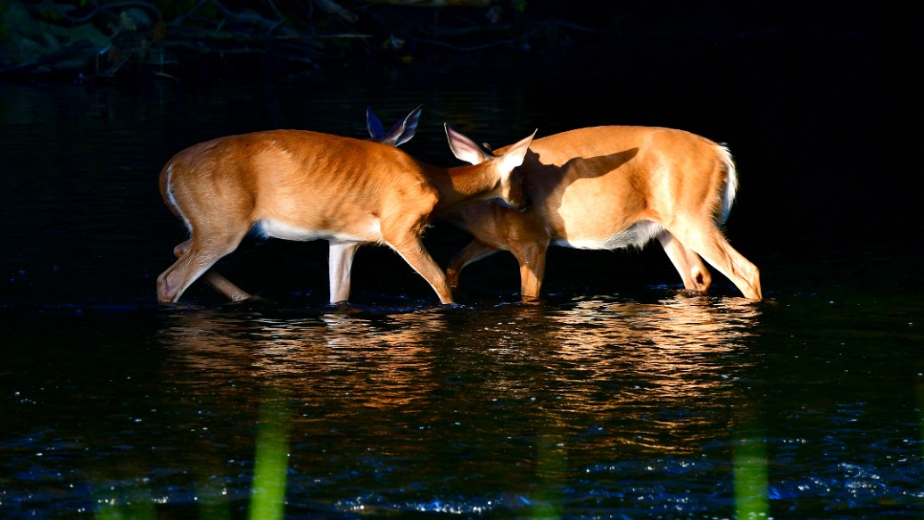 Two Deer in the Water