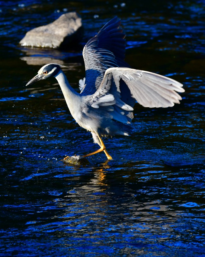 Yellow-Crowned Night Heron Launch