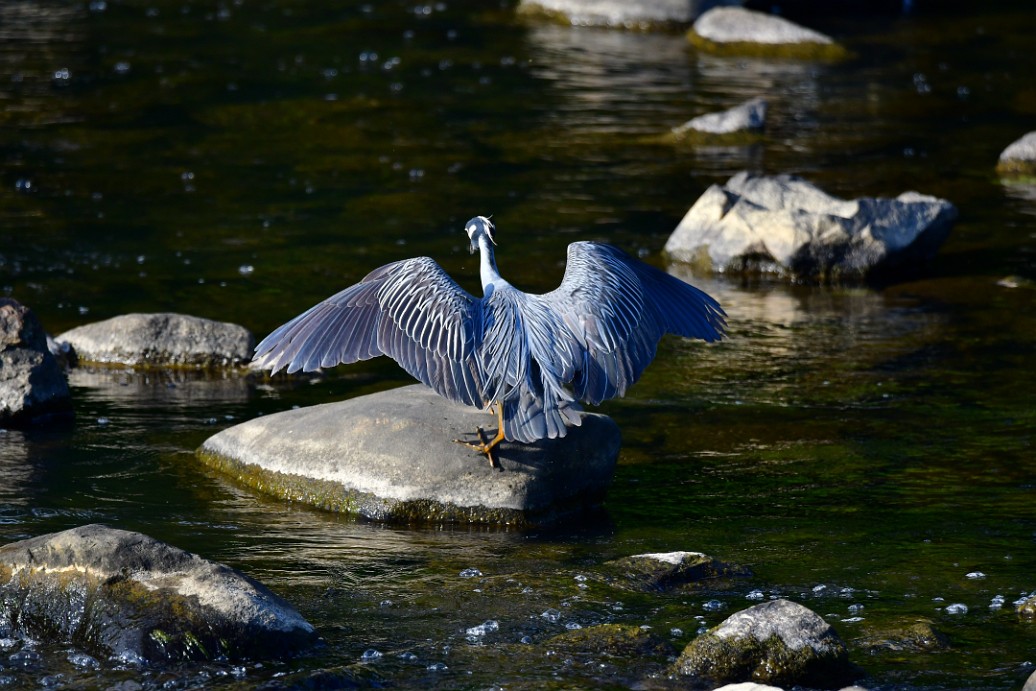 Yellow-Crowned Night Heron Making the Landin