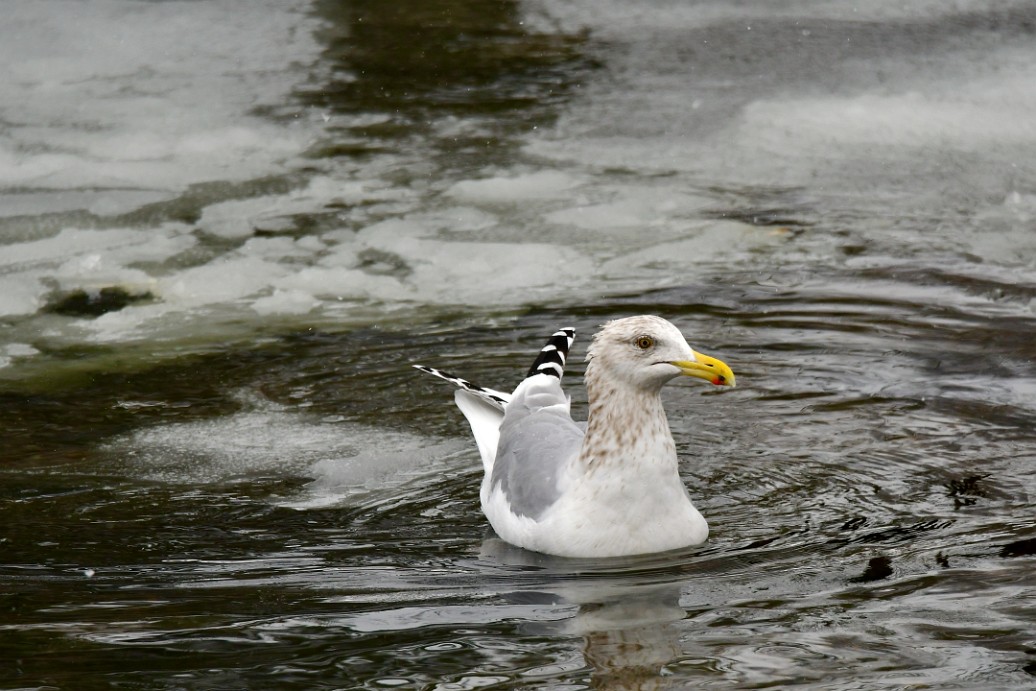 Crossed Feathers