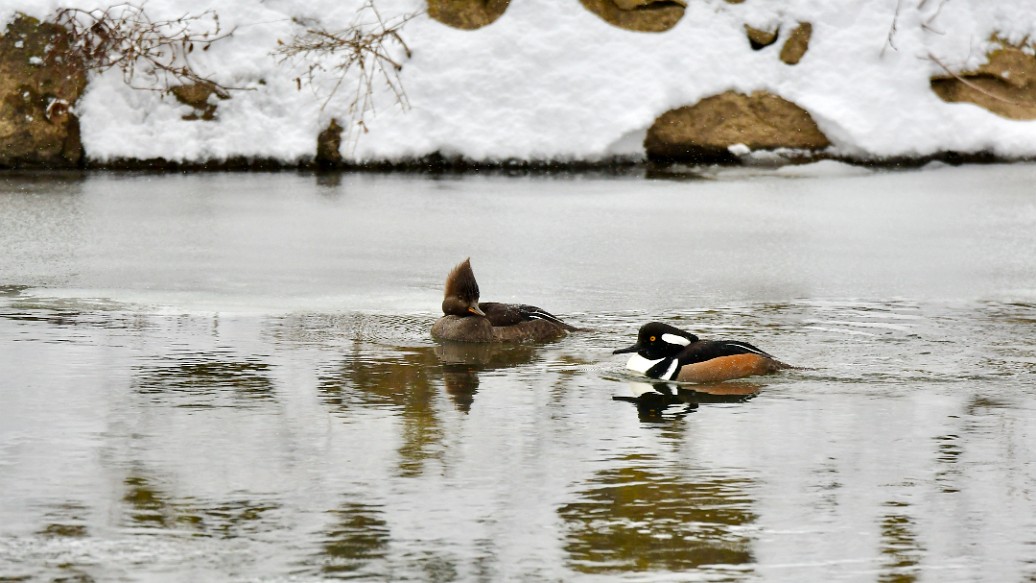 Female Hooded Merganser Turning Towards a Male