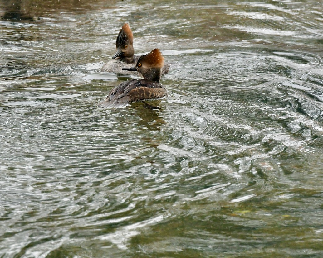 Female Mergansers Making Waves