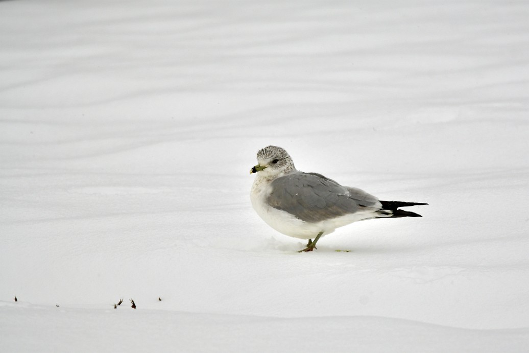 Gull in the Snow