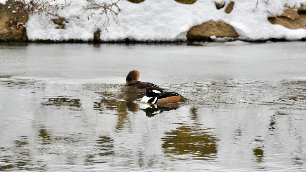 Hooded Merganser Pair Swimming Together