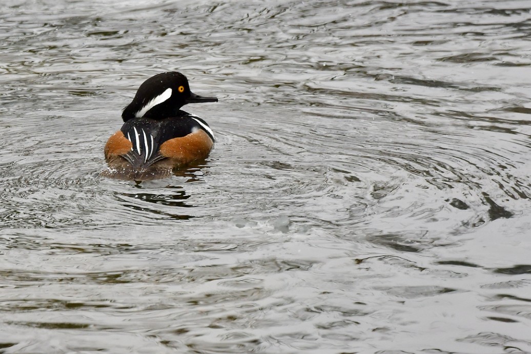 Hooded Merganser Rear View