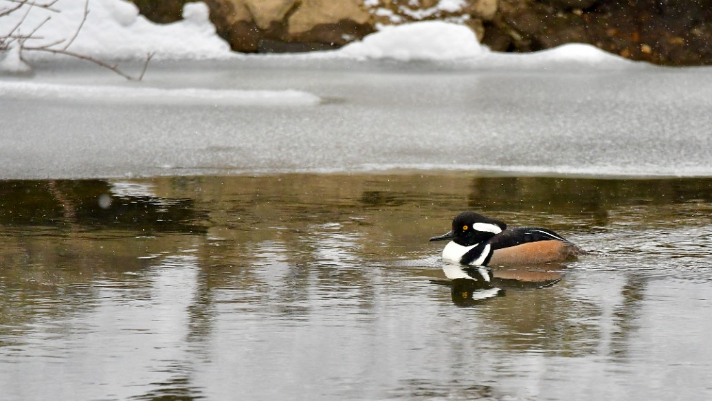 In the Snow and Ice