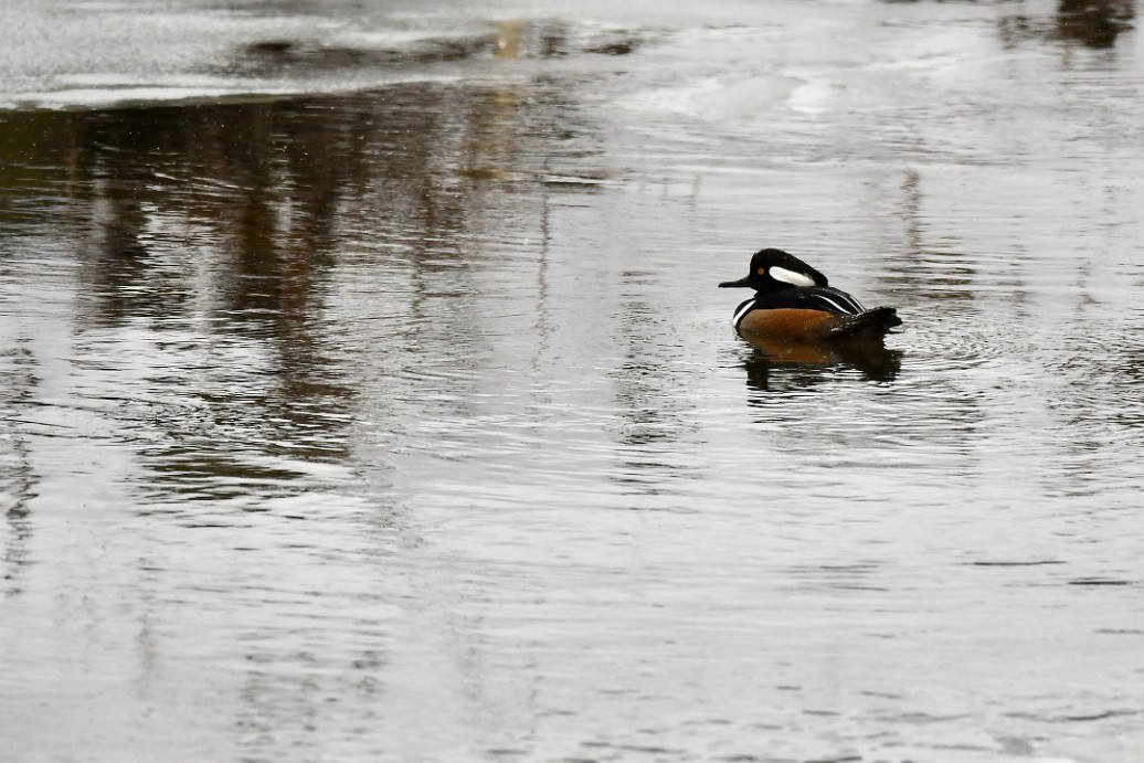 Male Hooded Merganser in the Grey Water