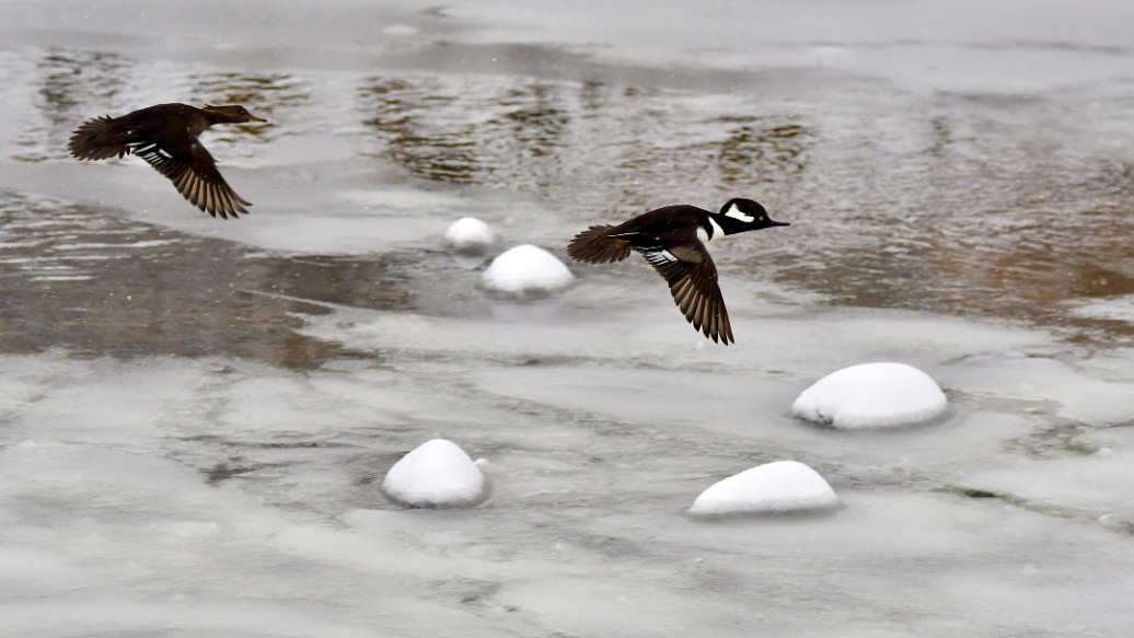 Pair of Flying Hooded Mergansers 1